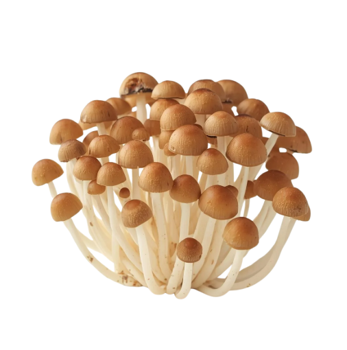 Pilzangebot KW4-5 Pilze Shimeji braun